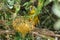 Brimstone Canary (Serinus sulphuratus)