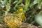 Brimstone Canary (Serinus sulphuratus)