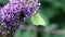 Brimstone drinking nectar upon Buddleja flower