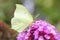 Brimstone (Gonepteryx rhamni)