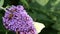 Brimstone and hoverfly drinking nectar upon Buddleja flower