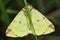 Brimstone Moth