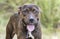 Brindle American Pit Bull Terrier dog panting tongue