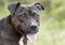 Brindle American Pit Bull Terrier dog panting tongue