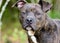 Brindle American Pitbull Terrier dog