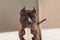 Brindle American staffordshire terrier looking at camera