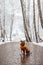 Brindle American Staffordshire Terrier sits in a yellow vest on the alley. Amstaff in a snowy landscape. Winter photo