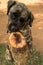 A brindle boerboel retriever dog sniffing a tree trunk while standing on his hind legs.