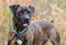 Brindle Boxer Docked Tail Adoption Photo