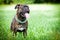 Brindle boxer dog on grass
