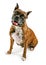 Brindle Boxer Dog Looking Forward