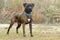 Brindle Boxer Dog Pet Adoption Photography