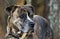 Brindle Boxer Mastiff Bulldog