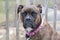 Brindle Boxer Mix Dog