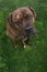 Brindle Bull Mastiff dog looking up at camera