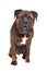 Brindle Bullmastiff