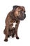 Brindle Bullmastiff