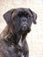 Brindle bullmastiff