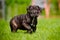 Brindle cane corso puppy walking outdoors