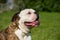 Brindle coat American Bulldog dog portrait outside