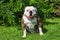 Brindle coat American Bulldog dog portrait outside