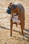 Brindle colored Boxer dog