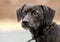 Brindle Dachshund mixed breed dog adoption photo