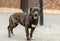 Brindle Dachshund mixed breed dog adoption photo