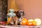 Brindle dachshund puppy in harvest still-life