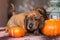 Brindle dachshund puppy sneaking through pumpkins