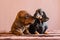 Brindle dachshund puppy sniffing on humorous doxie figurine