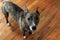 Brindle dog on wood floor