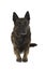 Brindle dutch shepherd dog lying down seen from the front