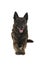 Brindle dutch shepherd dog lying down seen from the front on a white background looking up with mouth open