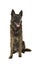 Brindle dutch shepherd dog sitting seen from the front looking away on a white background