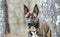 Brindle Dutch Shepherd mix breed dog adoption photo