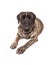 Brindle English Mastiff Dog Laying