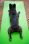 brindle French bulldog lying on the yoga carpet on the terrace in summer, dogs poses