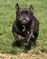 Brindle French Bulldog running at the park