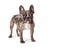 Brindle French Bulldog Standing Looking