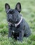 Brindle Frenchie Puppy Male Sitting and Looking Up