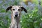 Brindle Galgo Espanol