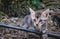 Brindle kitty playing on the ground