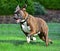 Brindle male Boxer starting to run in the grass HDR