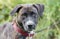 Brindle Mastiff mixed breed dog