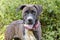 Brindle Mastiff mixed breed dog