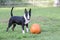 Brindle mini bull terrier with her pumpkin