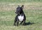 Brindle miniature bull terrier posing in the grass