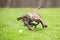 A brindle mixed breed dog chasing a ball