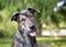 A brindle mixed breed dog with large floppy ears